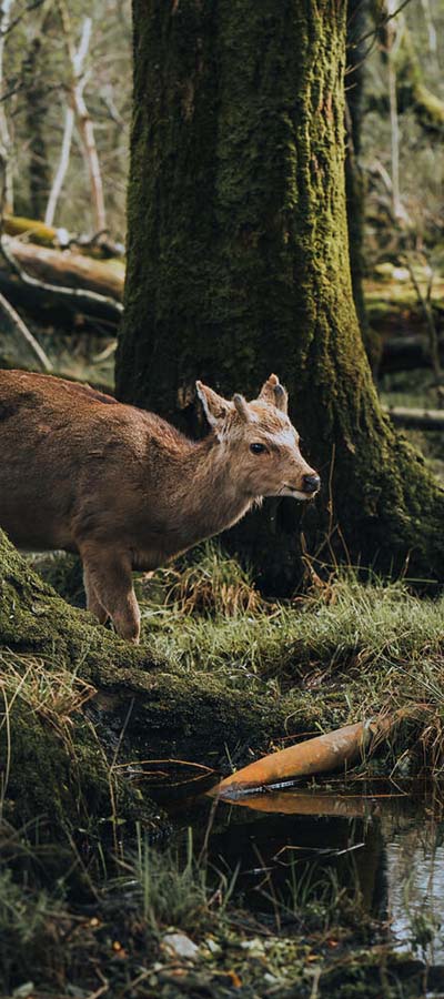 Deer in the demense in Killarney